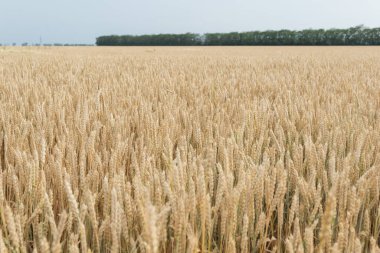 Büyük sarı tarla, olgunlaşmış buğday başakları hasat için hazır. Ön planda tahıl olan büyük bir çivi. Uzayı metin için kopyala. Tarım kavramı