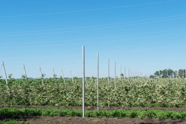 Büyük meyve bahçesinde sıra sıra büyüyen elma ağaçları. Kırsal kesimde güneşli bir gün, elma yetiştirmek için güzel bir hava. Tarım kavramı