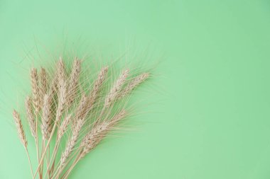 Açık yeşil arka planda tahıllı olgun buğday kulaklarının görüntüsünü kapat, metin için uzayı kopyala. Hasat zamanı, tarım kavramı.