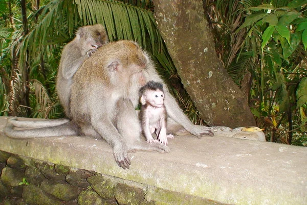Familia Monos Con Bebé Está Sentado Selva Tropical Bali Indonesia —  Fotos de Stock