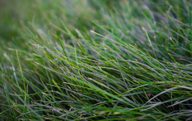 Büyük bir çim arka plan üzerinde büyüyen yakın çekim yeşil çim.