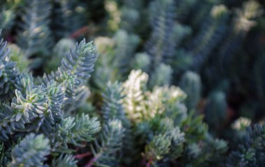 Manzara tasarımının bir parçası olarak güzel yeşil bitkiler arka plan kadar yakın.