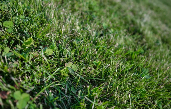 Abstract Beautiful Growing Grass Large Lawn Background — Stock Photo, Image