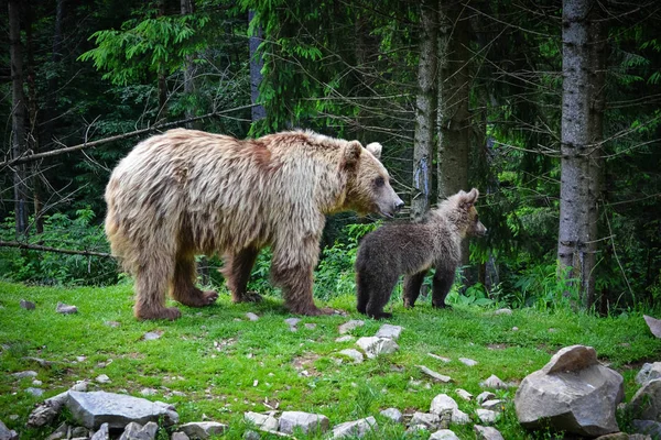 Brown bear mother and cub