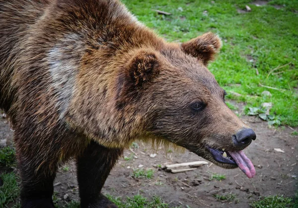 Brown bear shows the tongue — Stock Photo, Image