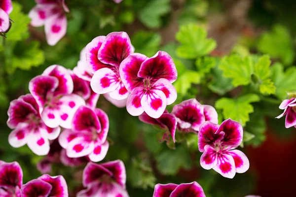 Macro gros plan violet fleurs de Pelargonium — Photo