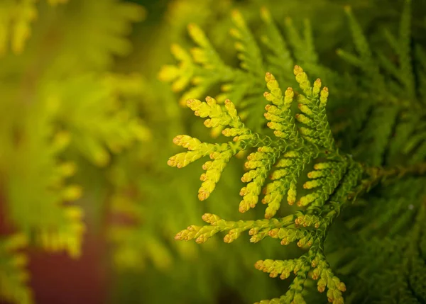Verde macro thuja ramo fundo — Fotografia de Stock