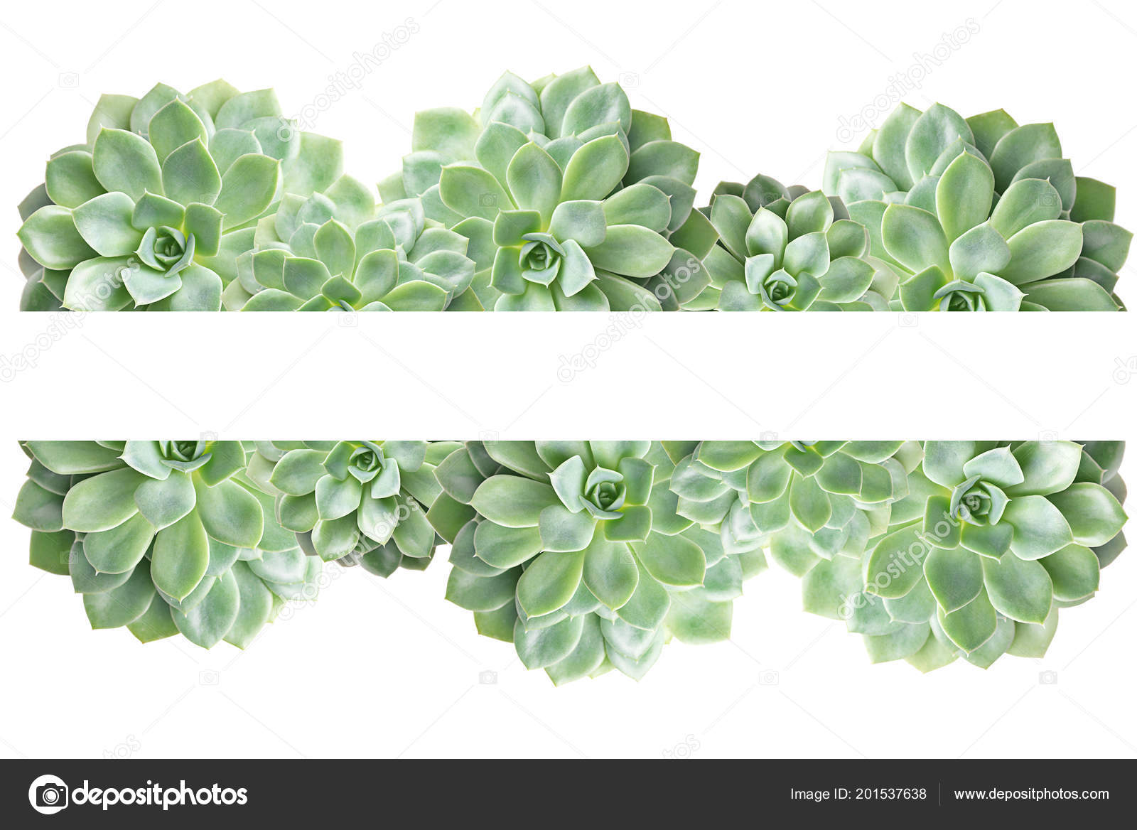 Frame Of Cactus Succulent Plant Isolated On White Stock Photo Frame Of Cactus Succulent Plant Isolated On White Stock Photo