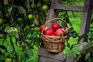 Sepet içinde kırmızı olgun elma