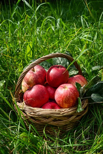 Rode rijpe appel in de mand — Stockfoto