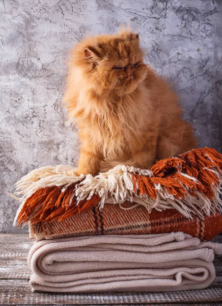 Rote Katze sitzt auf einem Stapel Decken — Stockfoto