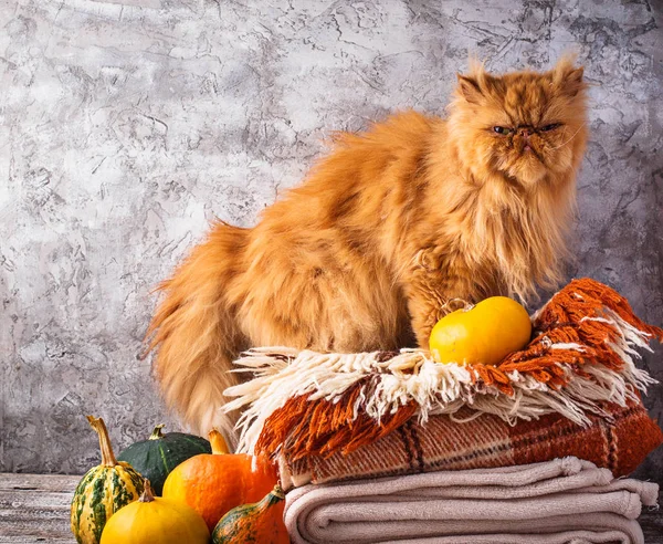 Kırmızı kedi kareli bir yığın üzerinde duruyor — Stok fotoğraf