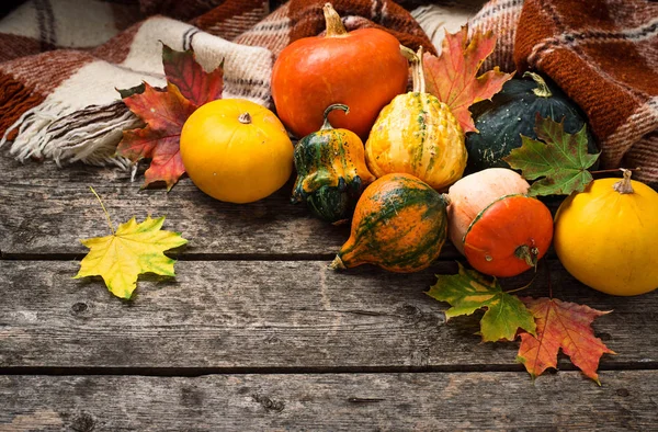 Surtido de calabazas coloridas decorativas — Foto de Stock