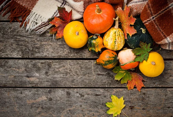 Surtido de calabazas coloridas decorativas — Foto de Stock