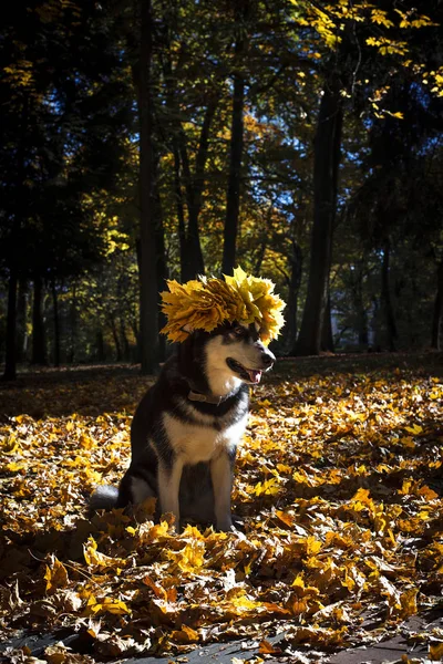 Pies Alaskan Malamute Liści Parku Jesień — Zdjęcie stockowe