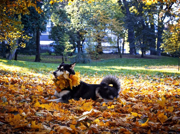 Pies Alaskan Malamute Liści Parku Jesień — Zdjęcie stockowe