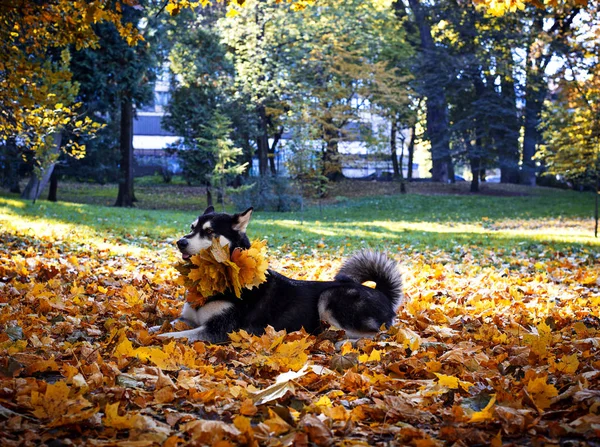 Cane Malamuto Dell Alaska Con Foglie Nel Parco Autunnale — Foto Stock