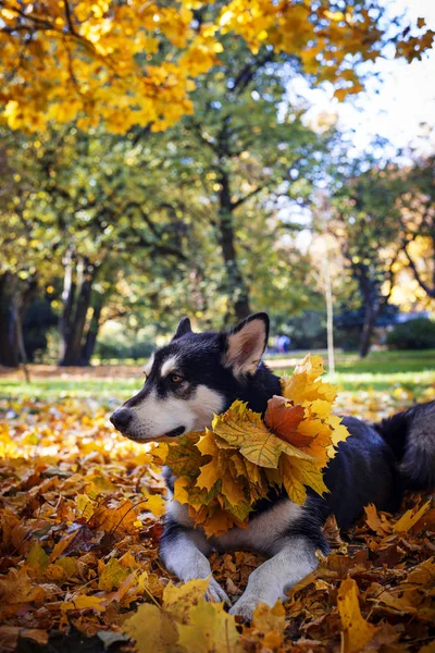 Ładny pies z liści w parku jesień — Zdjęcie stockowe
