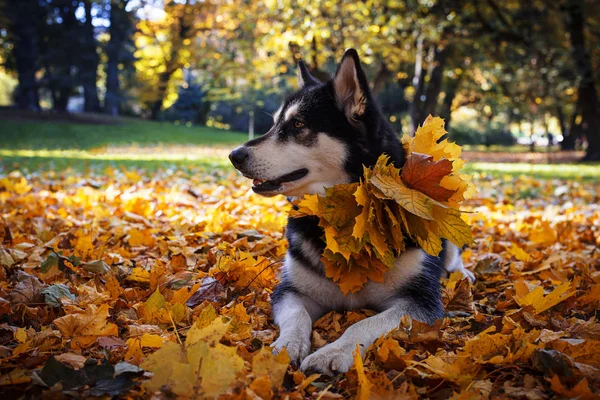 Cane carino con foglie nel parco autunnale — Foto Stock