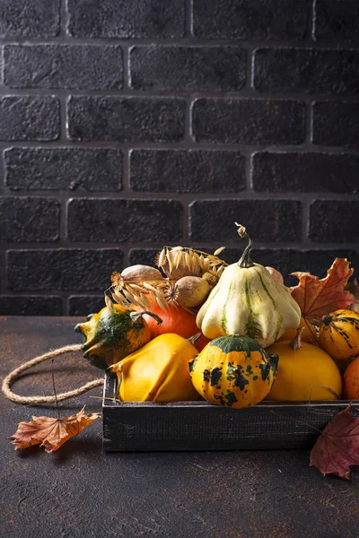 Assortiment Citrouilles Colorées Décoratives Dans Une Boîte Bois — Photo