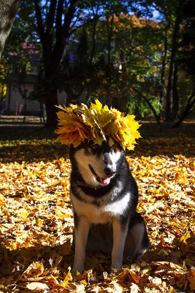 Ładny pies z liści w parku jesień — Zdjęcie stockowe