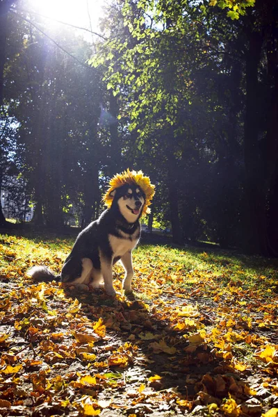 Cane carino con foglie nel parco autunnale — Foto Stock