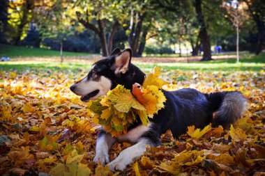 Sonbahar Park yaprakları ile şirin köpek