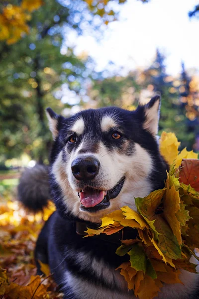 Cane carino con foglie nel parco autunnale — Foto Stock