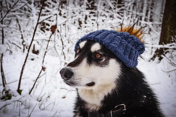 Ładny alaskan malamute w zimowym lesie — Zdjęcie stockowe