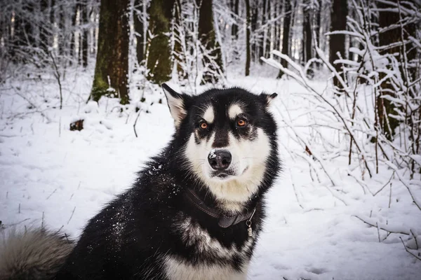 Alaskan malamute im winterwald — Stockfoto