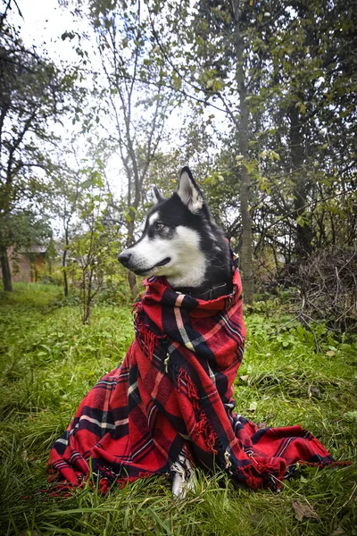 Ładny Pies Owinięte Kratę Jesienny Ogród — Zdjęcie stockowe
