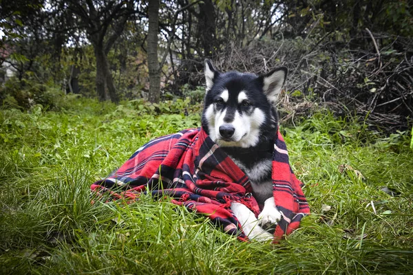 Cane carino avvolto in plaid — Foto Stock