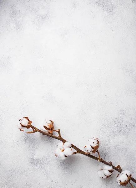 Cotton branch on light background — Stock Photo, Image