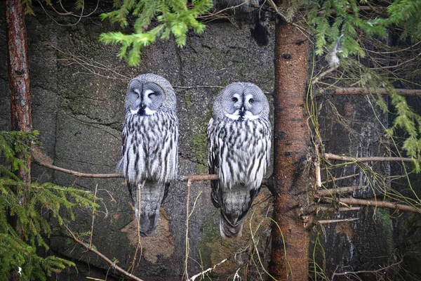 Büyük gri baykuşlar bir ağacın üzerinde oturur