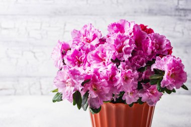 Açelya çiçek ışık arka plan üzerinde