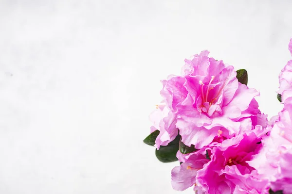 Flor de Azalea sobre fondo claro — Foto de Stock