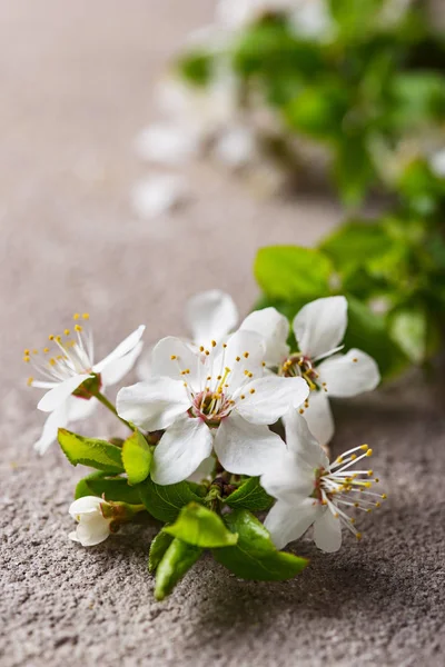 Cherry blossom on beige background — Stock Photo, Image