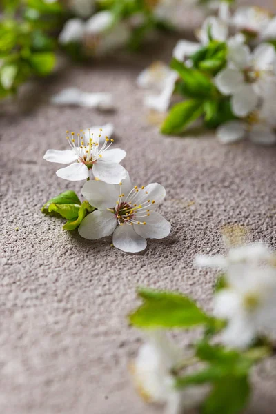 Cherry blossom on beige background — Stock Photo, Image