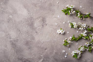 Bej arka planda kiraz çiçeği