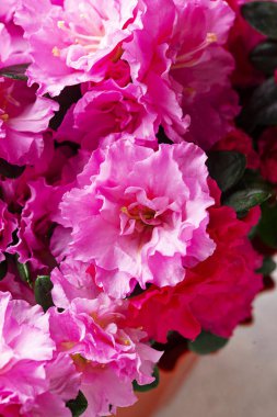 Açelya çiçek ışık arka plan üzerinde