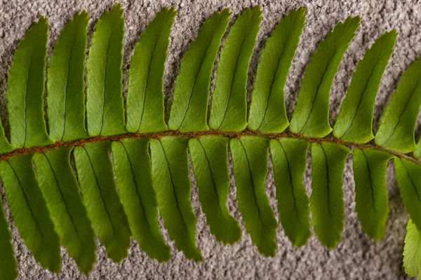 Фон с зелеными листьями папоротника. — стоковое фото