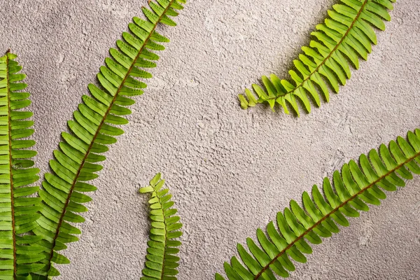 Fundo com folhas de samambaia verde. — Fotografia de Stock