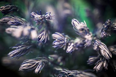 Yapraklarla bulanık defokus arka plan