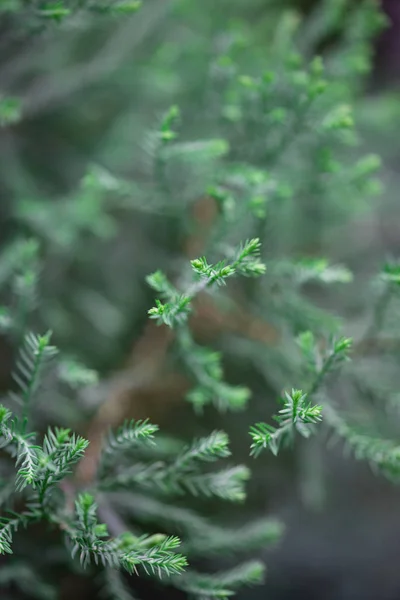 Sfondo sfocato sfocato con foglie — Foto Stock