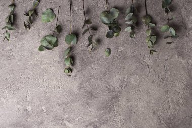 Okaliptüs yaprakları ile çiçek arka plan