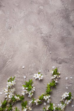 Bej arka planda kiraz çiçeği