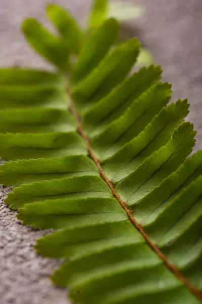 Фон с зелеными листьями папоротника. — стоковое фото