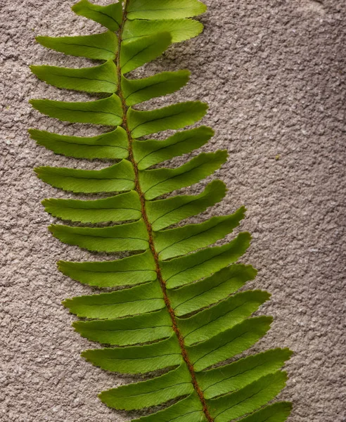 Fundo com folhas de samambaia verde. — Fotografia de Stock