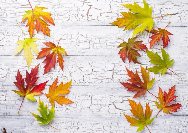 Outono fundo com folhas de bordo — Fotografia de Stock