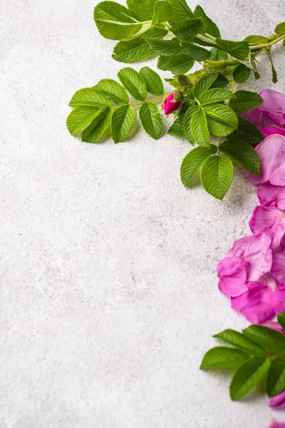 Rosa pétalos de rosa mosqueta con hojas — Foto de Stock
